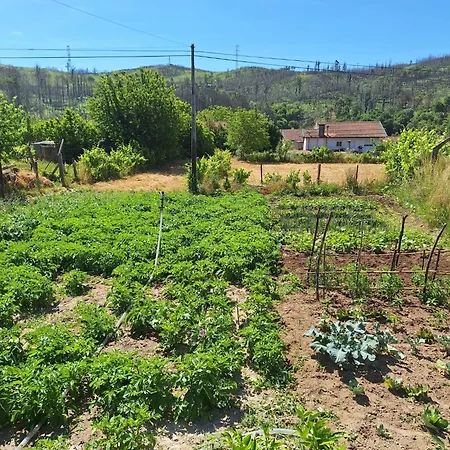 منزل ريفي Boas House